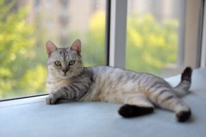 Cat Health Tips FAQ: Common Questions From Cat Owners - Featured image