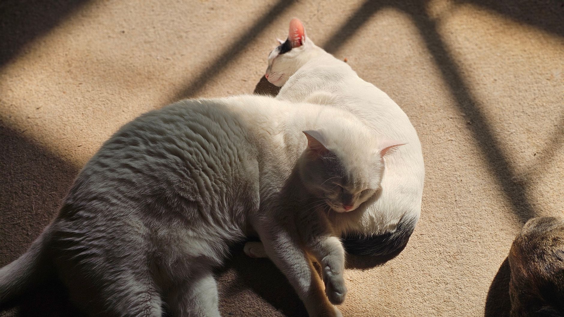 Cat Heart Murmur: What Grades and Tests May Mean - Featured image