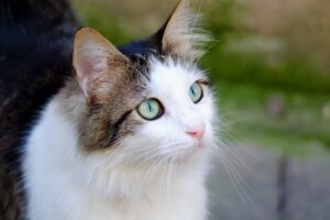 Cat Hunting August 2026 Update: What Changed, Why It Matters, and What to Watch Next - Featured image