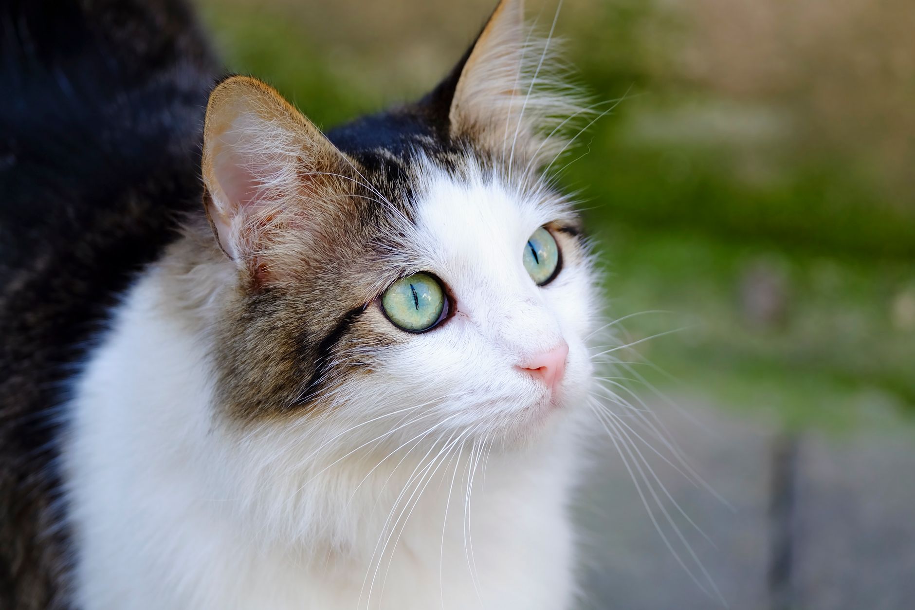 Cat Hunting August 2026 Update: What Changed, Why It Matters, and What to Watch Next - Featured image