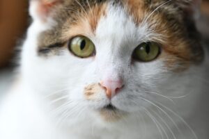 Cat Microchip Care Guide: Routine, Prevention, and Safety - Featured image