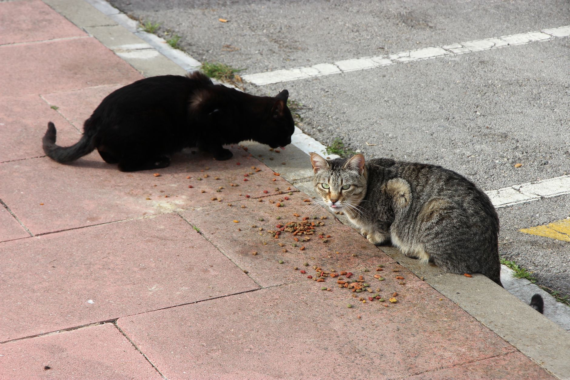 Cat Strays August 2026 Update: What Changed, Why It Matters, and What to Watch Next - Featured image
