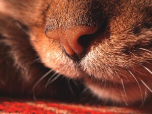 Cats Explained: What Cat Owners Should Know - Featured image