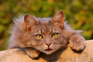 Chewy's New Coffee Cup-Shaped Cat Bed Becomes Instagram Sensation for Pet Lovers - Featured image