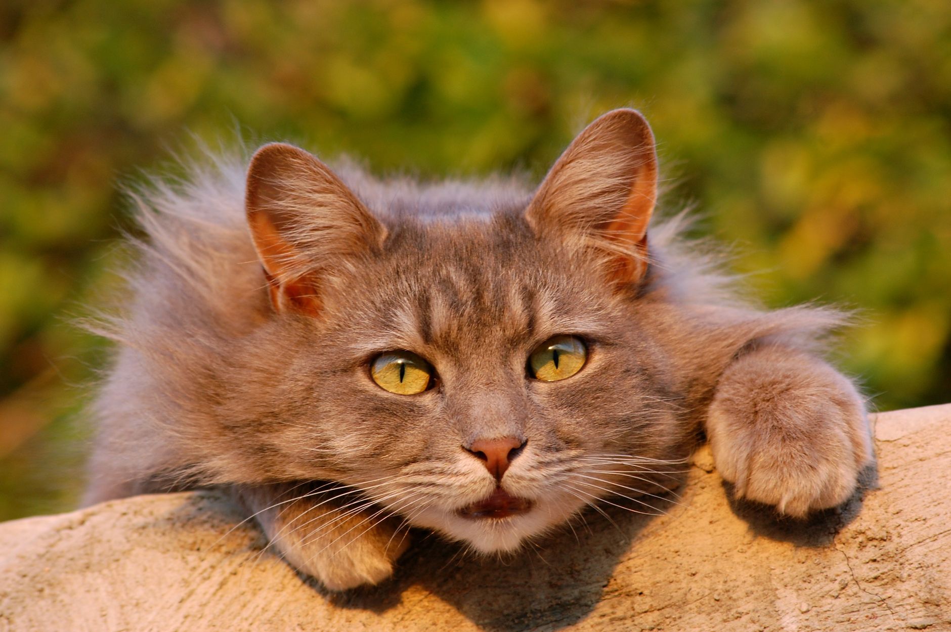 Chewy's New Coffee Cup-Shaped Cat Bed Becomes Instagram Sensation for Pet Lovers - Featured image