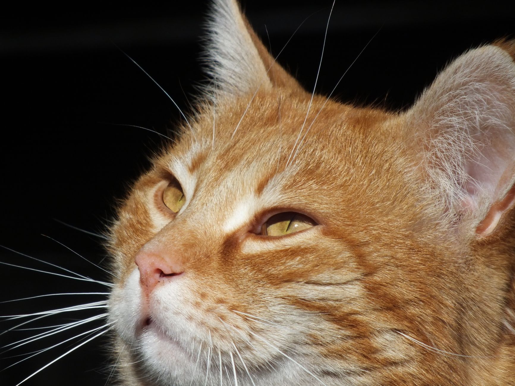 Clever Orange Feline Teams Up With Another Cat to Open Stuck Door - Featured image