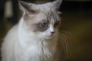 Copper the Ragdoll Kitten: Journey to New Family Home - Featured image