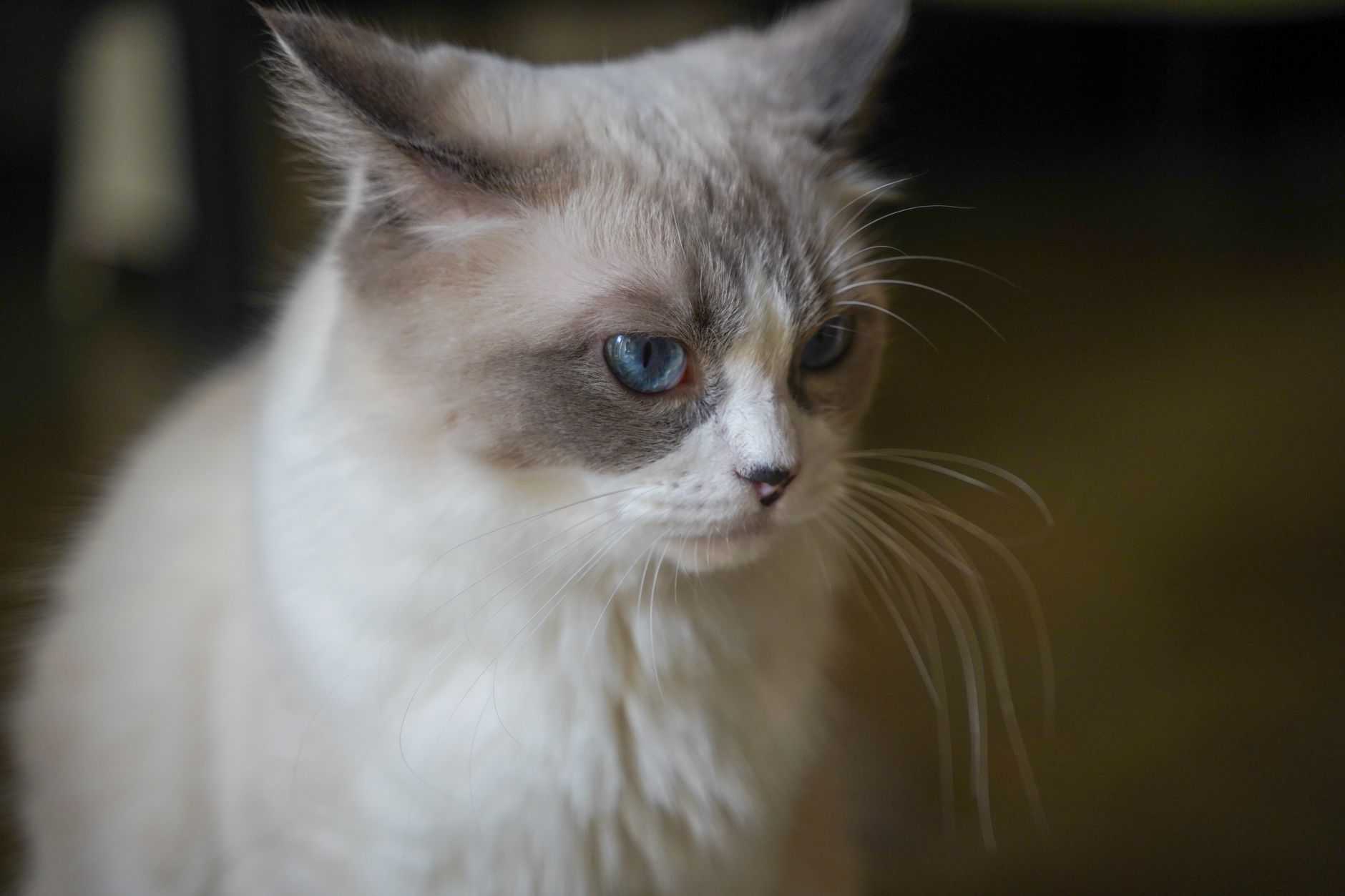 Copper the Ragdoll Kitten: Journey to New Family Home - Featured image