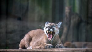 Cougar Kitten's Name to Be Revealed This Friday at Zoo Event - Featured image
