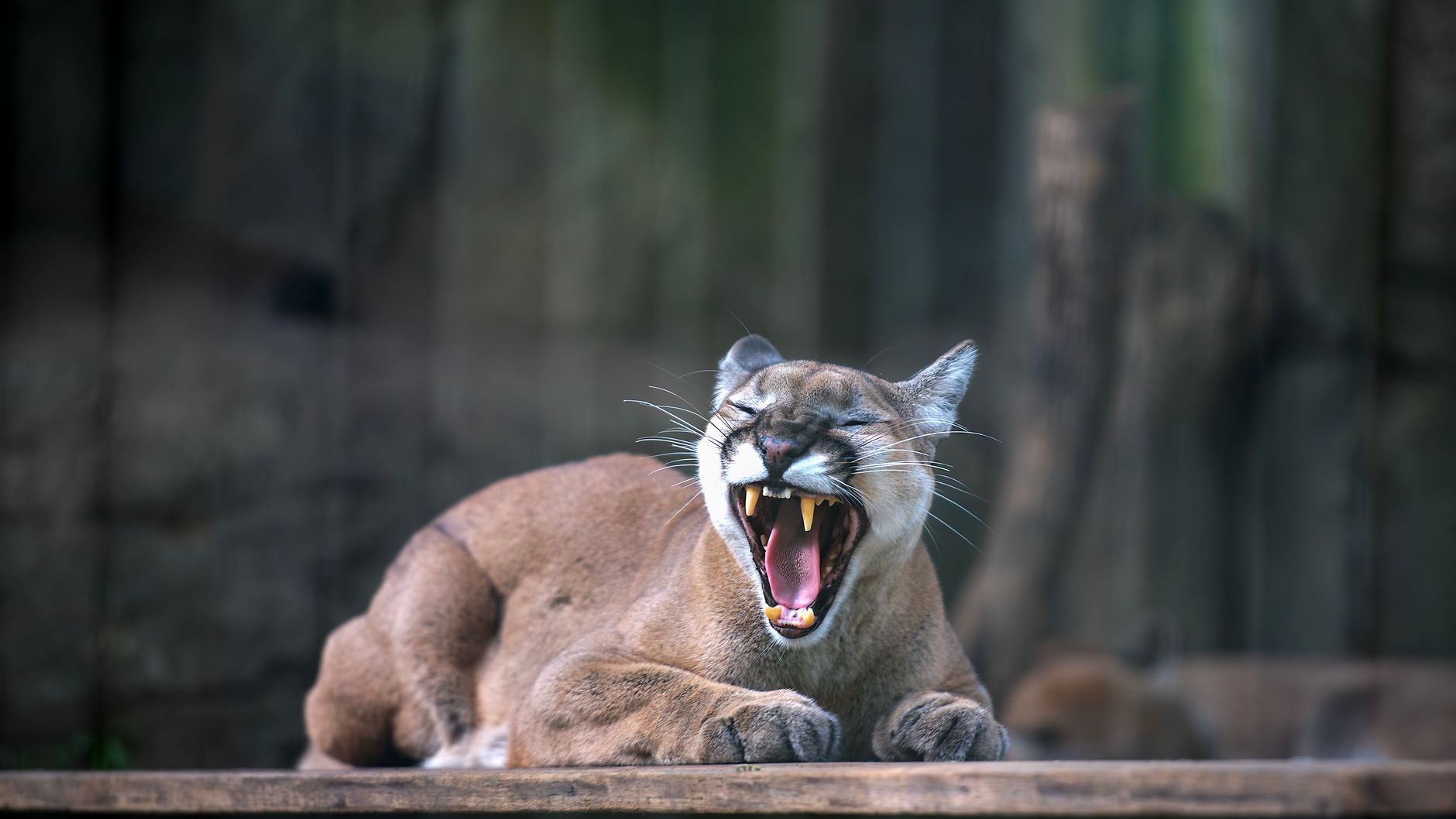 Cougar Kitten's Name to Be Revealed This Friday at Zoo Event - Featured image