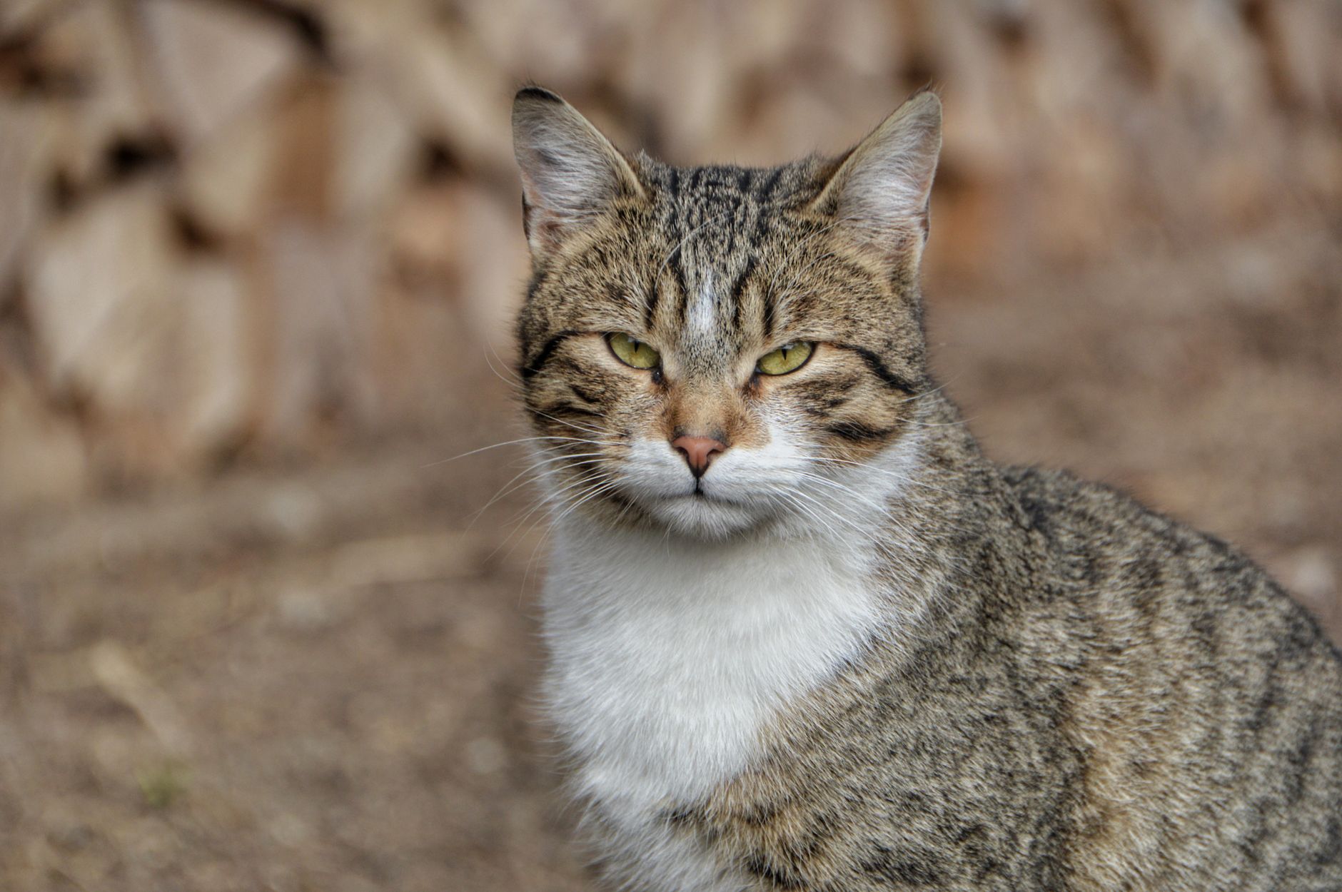 Dangerous Feline Virus Affects Adult Cats: Veterinarian Alert 2026 - Featured image