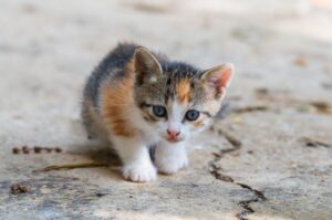 Discarded Kitten Found on Bridge: Inspiring Rescue and Recovery - Featured image