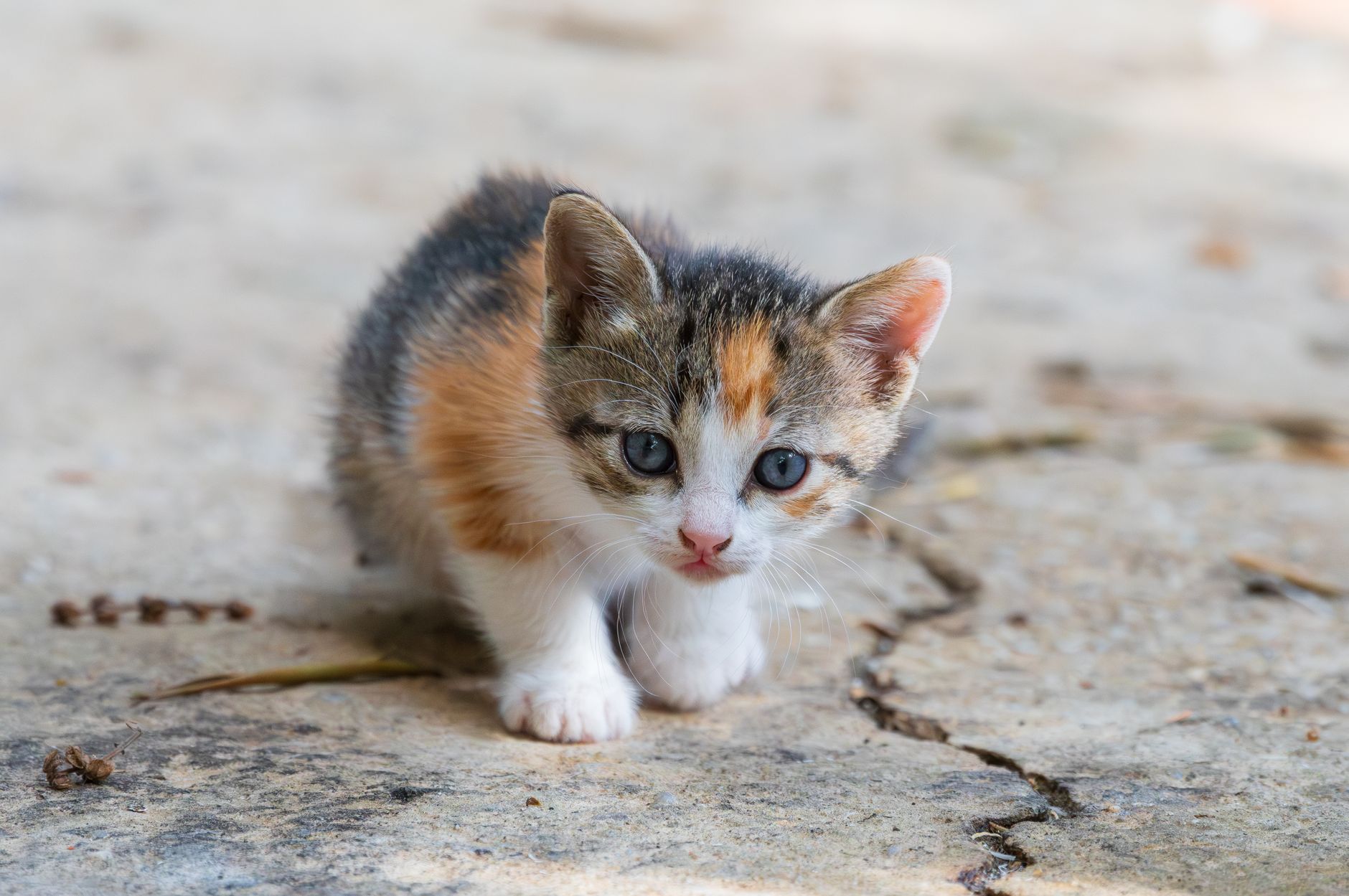 Discarded Kitten Found on Bridge: Inspiring Rescue and Recovery - Featured image