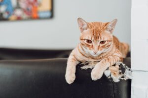 Excessive Chewing in Cats: Root Causes and Proven Remedies - Featured image