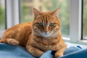 Feline Care Guide: Routine, Prevention, and Safety - Featured image