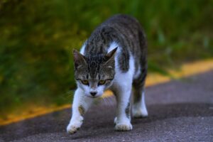 Feral Cat Management Debate: Hawaii Community Divided on Birth Control Methods - Featured image