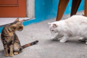 Finding Foster Care for Military Families' Cats During Deployment Overseas - Featured image