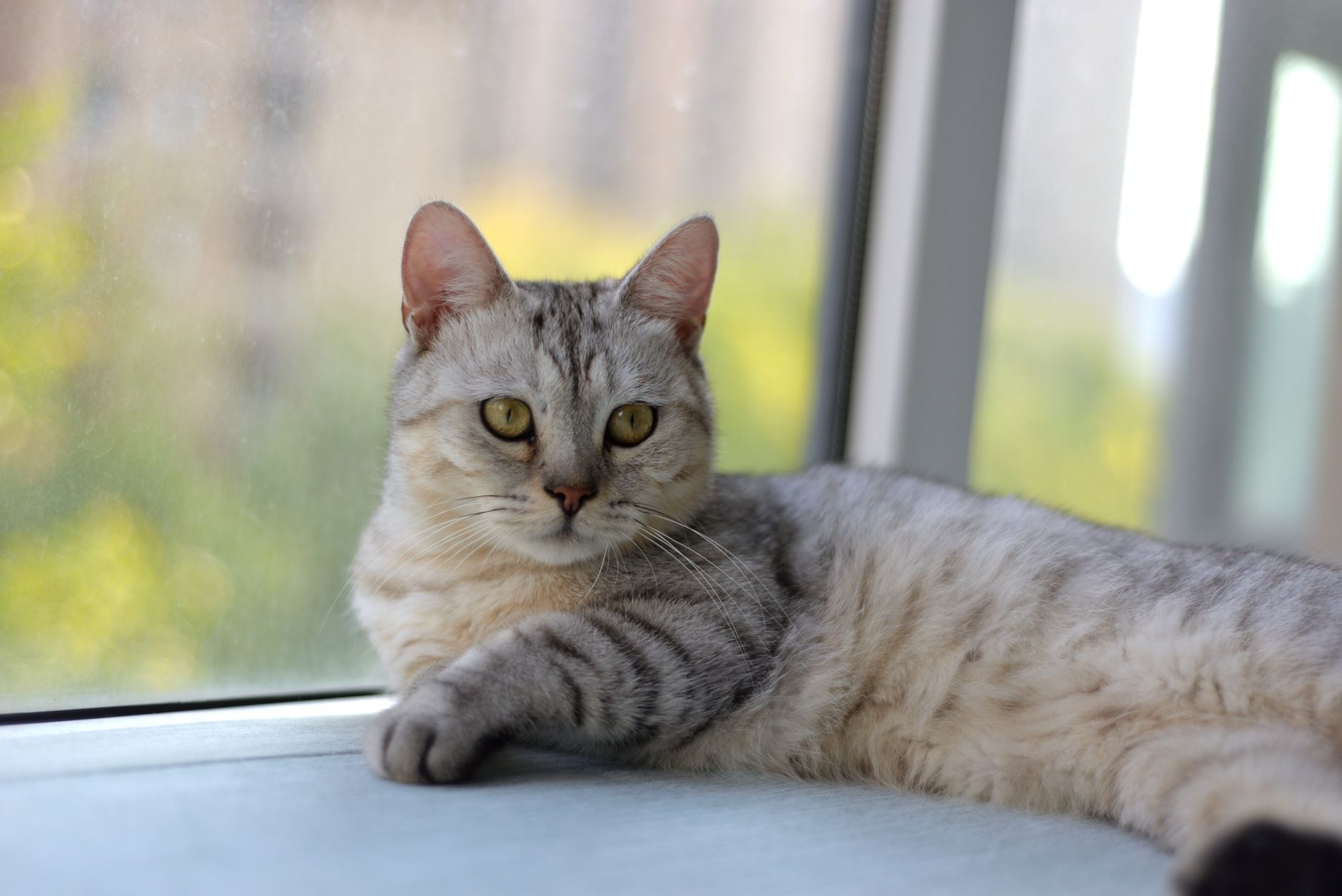 H5N1 Cats Explained: What Cat Owners Should Know - Featured image