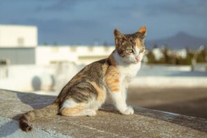 High Protein Cat Food Options: Complete Nutritional Guide for Felines - Featured image