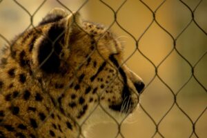 Hogle Zoo Announces Rare Sand Cat Kitten Birth and Care Details - Featured image