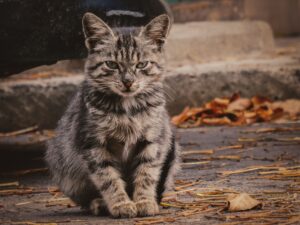 How a stray cat's unexpected arrival changed everything for one family - Featured image