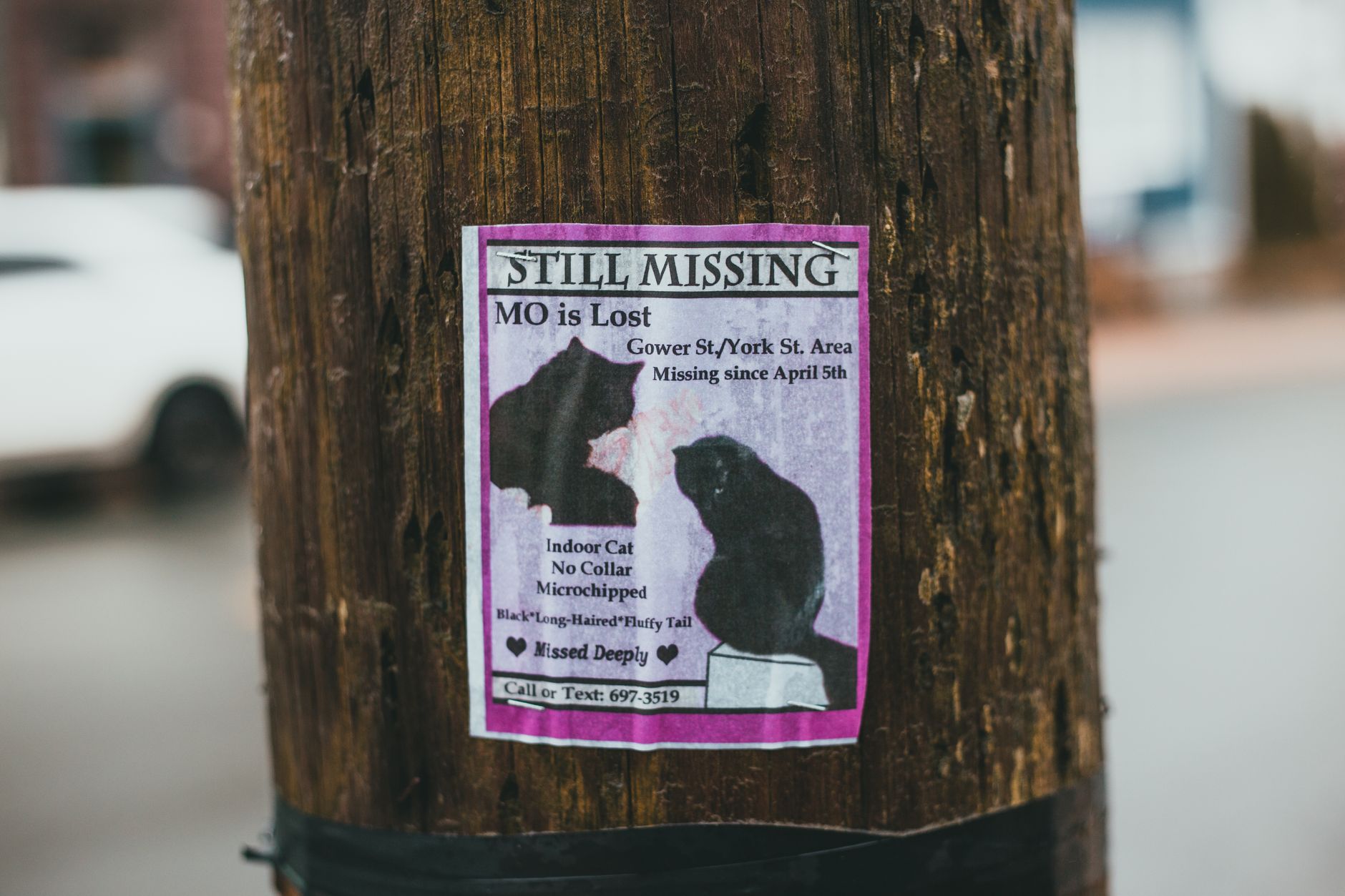How to Find Your Missing Cat: 11-Week Search Strategies - Featured image
