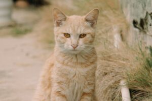 How to Fix Common Cat Behavior Problems: Training Solutions - Featured image