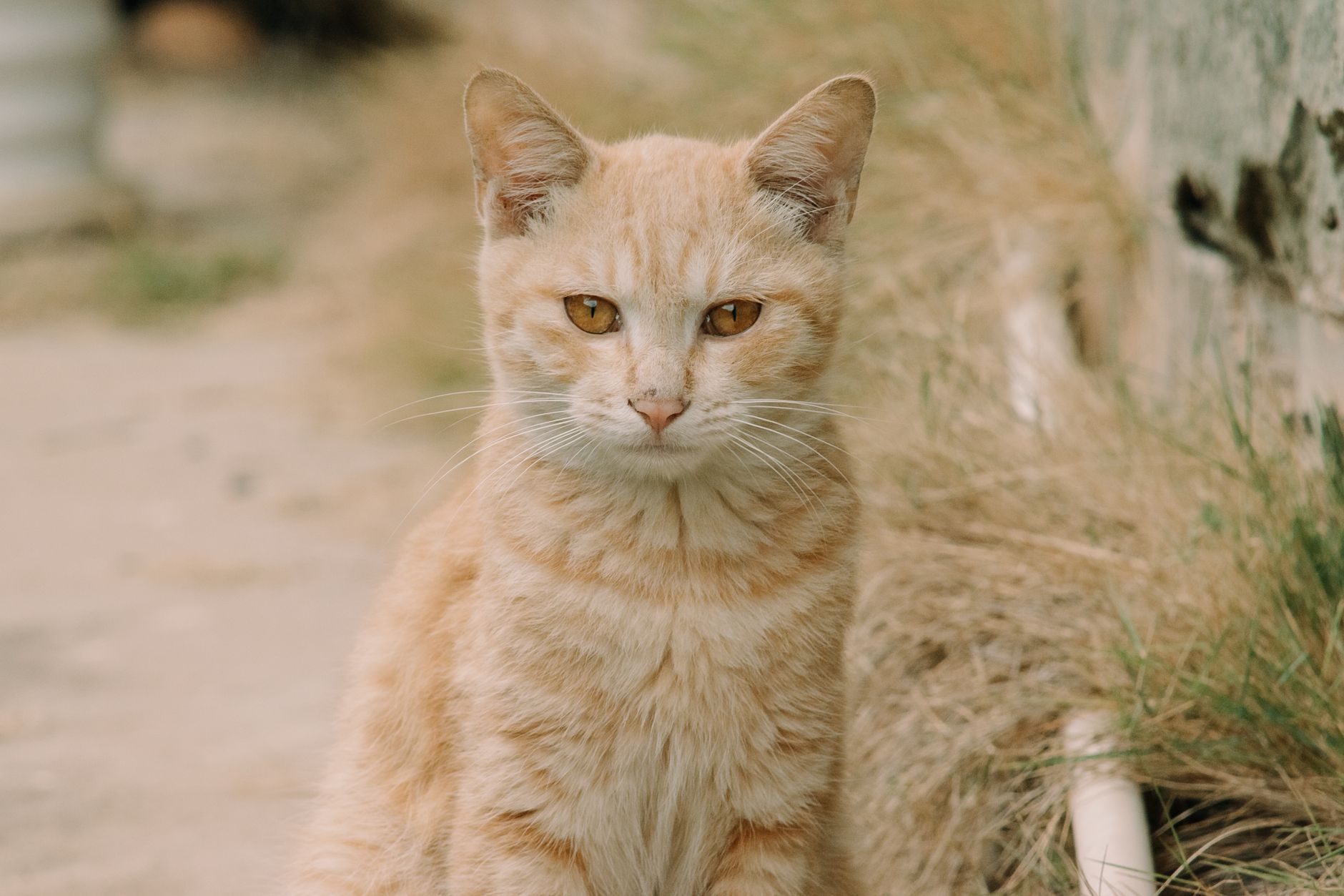 How to Fix Common Cat Behavior Problems: Training Solutions - Featured image