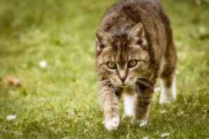 How to Provide Optimal Indoor Living and Enrichment for Your Cat - Featured image