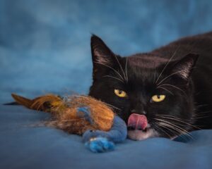 Interactive Feather Cat Toys: Best Kitten Entertainment Options Reviewed - Featured image