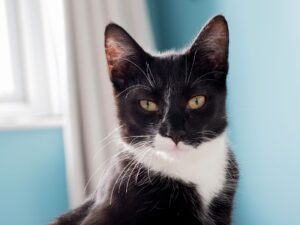 Jersey the Kitten Needs an Adoptive Family Ready to Provide Affection and Play - Featured image