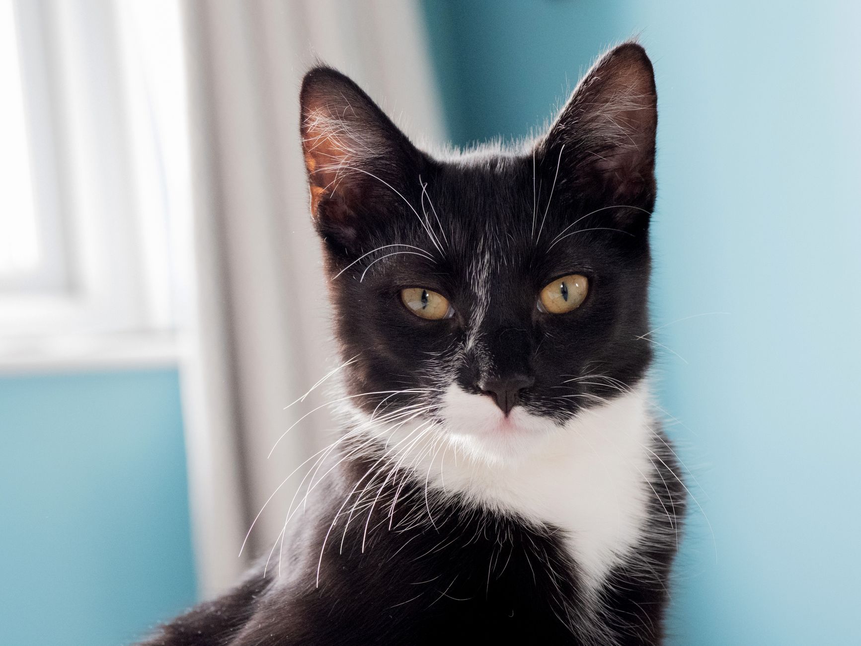 Jersey the Kitten Needs an Adoptive Family Ready to Provide Affection and Play - Featured image