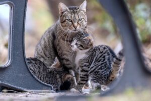 Kitten Care Expert Hannah Shaw Teaching Workshop in Naples on July 25 - Featured image