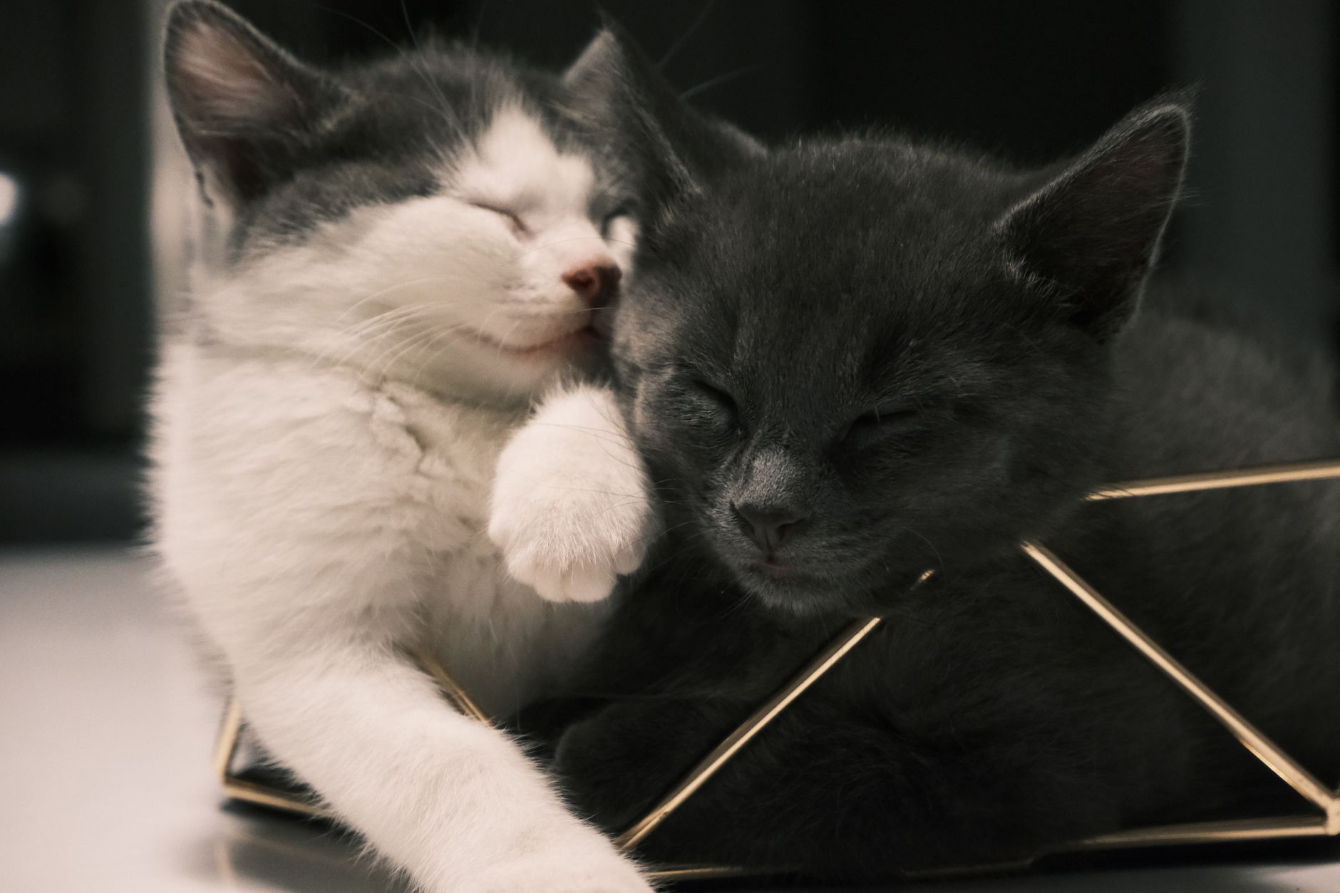 Kitten Care Guide: Health, Behavior, and Daily Care - Featured image