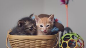 Kitten Care Guide Update 2026: Products, Evidence, and Safety - Featured image