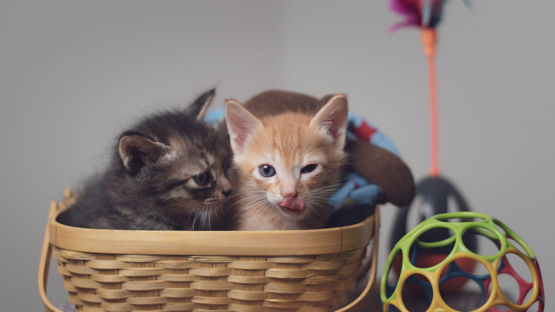 Kitten Care Guide Update 2026: Products, Evidence, and Safety - Featured image