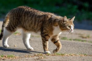 Maryland Suspect Arrested Carrying Abducted Kitten During Failed Bank Robbery - Featured image
