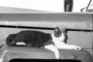 Meet Diesel: Northport's Most Resilient Feline Now Open for Adoption - Featured image
