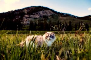 Natural feather cat toys for kittens with engaging bird-inspired designs - Featured image