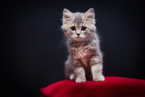 New Kitten Checklist: Supplies, Vet Visits, and First-Week Tips - Featured image