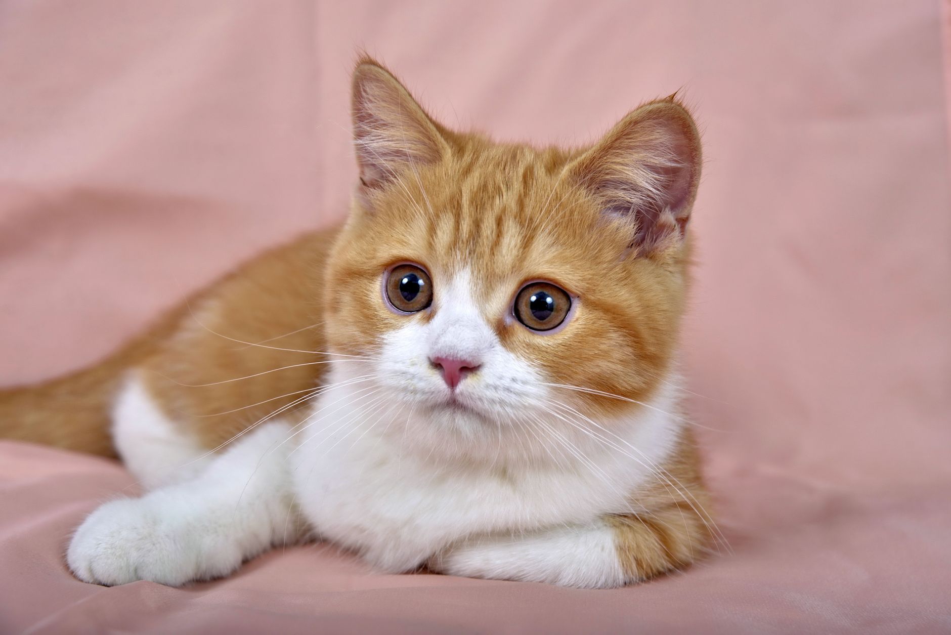 Precious Kitten Photo Resembles Iconic Fantasy Film Character Design Perfectly - Featured image