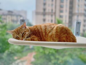 Premium Elevated Cat Condos: Tractor Supply's Luxury Feline Furniture Tower - Featured image