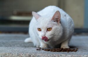 Premium Nutrition Options for Energetic Cats: VICTOR's New Formula Line Explained - Featured image