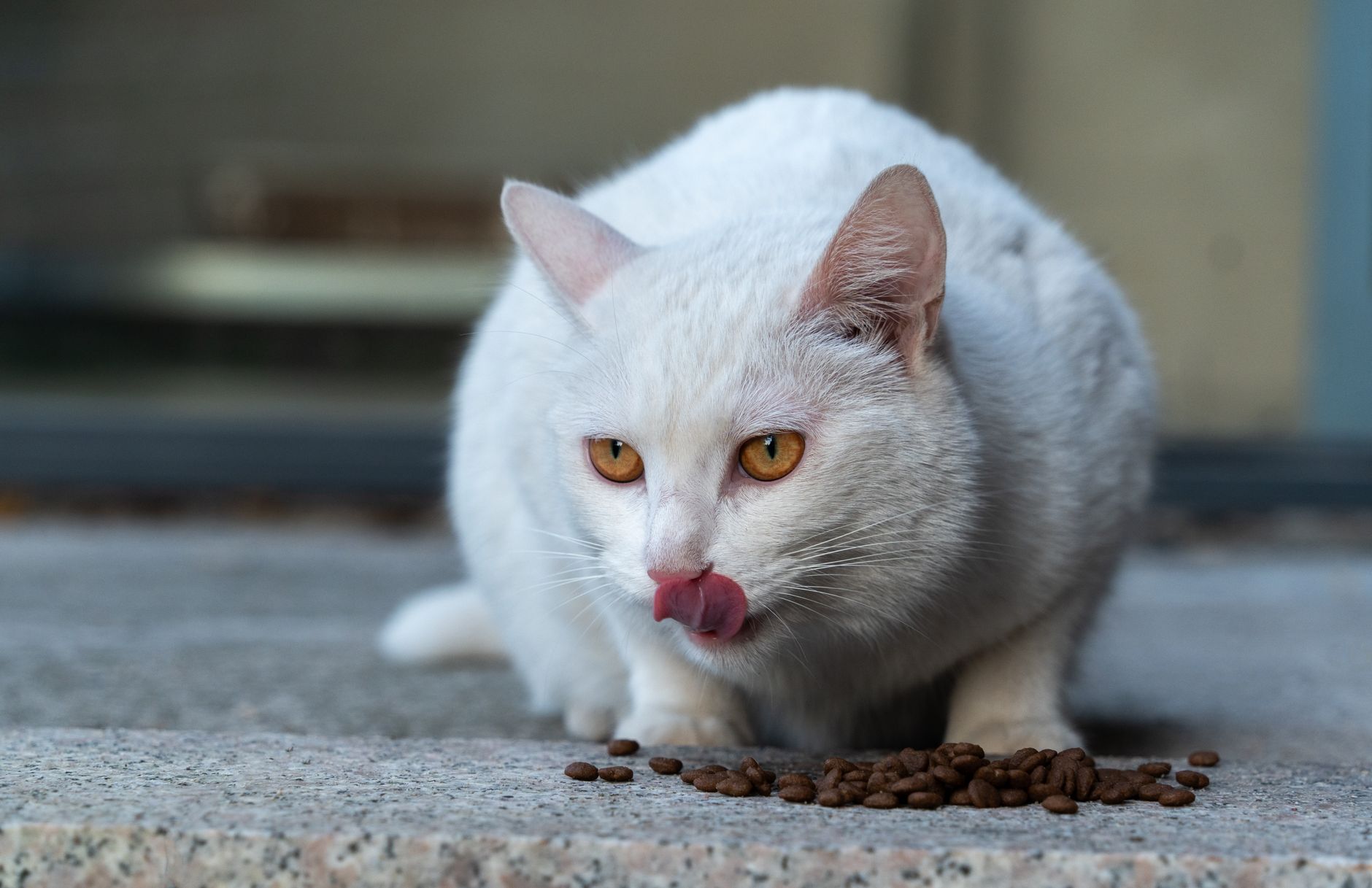 Premium Nutrition Options for Energetic Cats: VICTOR's New Formula Line Explained - Featured image