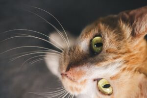 Raw Cat Food Recall for Kittens vs Adult Cats: What Changes? - Featured image