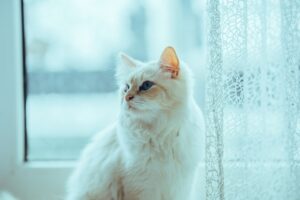 Red Ragdoll Kitten Named Copper Adjusts to New Family and Home - Featured image