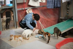 Rescue Operation Reunites Trapped Kitten with Adoptive Family in Moving Story - Featured image