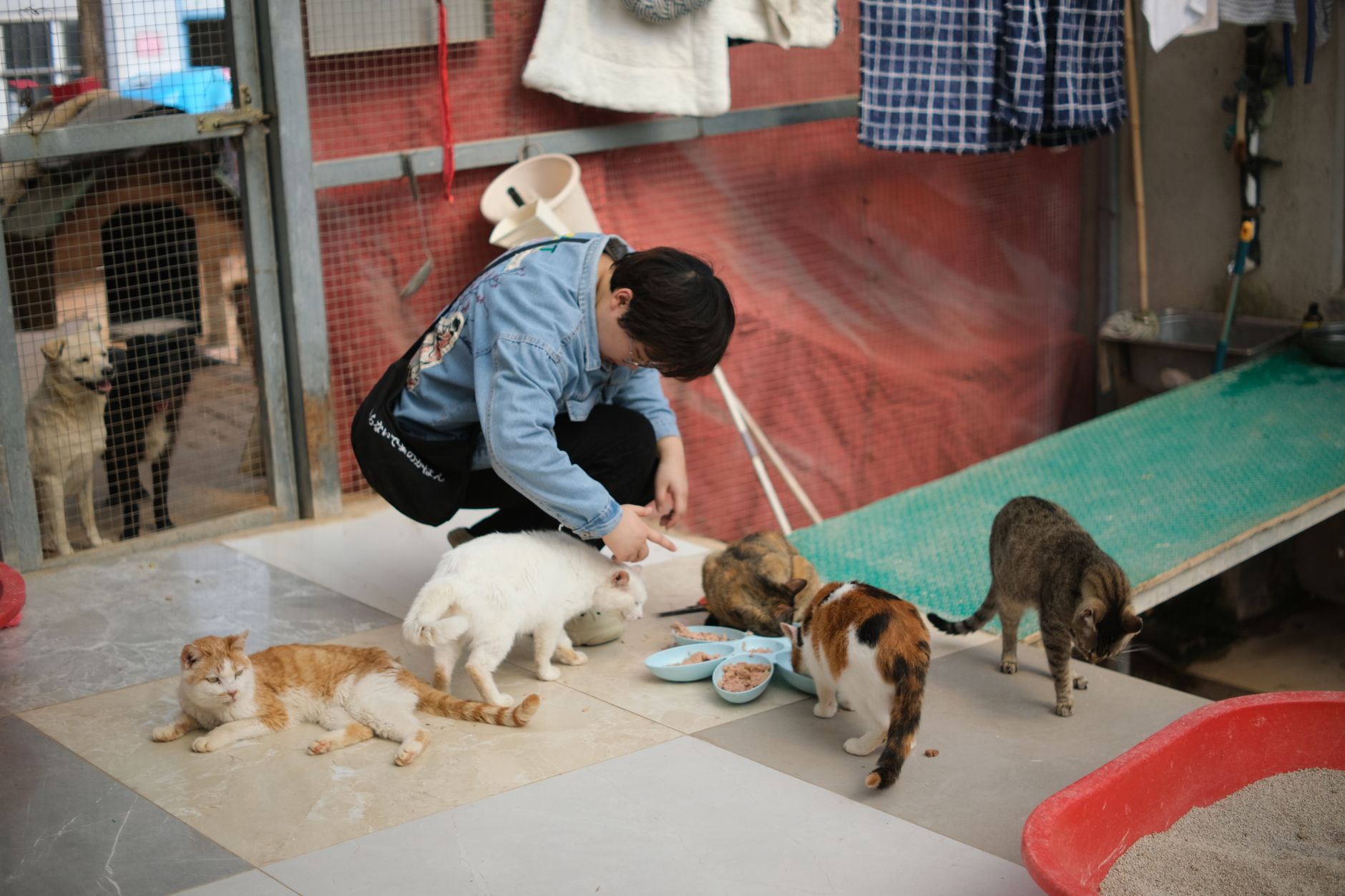 Rescue Operation Reunites Trapped Kitten with Adoptive Family in Moving Story - Featured image