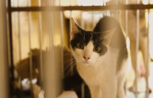 Rescued Kitten from Maryland Crime Spree Now Available for Adoption - Featured image