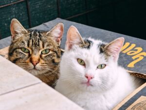 Smart Litter Box Technology: In-Depth MOVA MeowgicPod LR10 Prime Review - Featured image